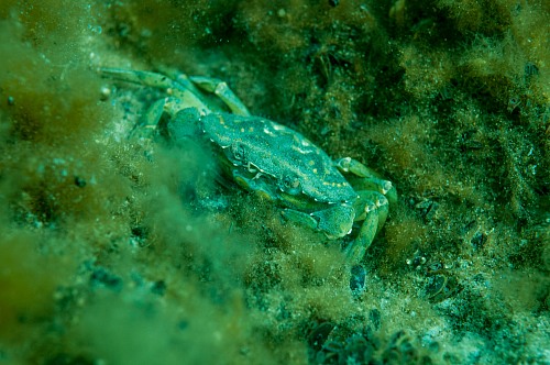 Northern coast National Park Darss, Mecklenburg-Vorpommern, Baltic Sea
A Shore Crab (Carcinus maenas) is watching the photographer from its hiding place between the green algae in shallow waters of national park Darss near Prerow, underwater, underwater photo, dmm, archaeomare, crustacea, portunidae, chlorophyta
Küste - Strand, Meer/Ozean, Flora - Algen, Insel, Fauna - Wirbellose, Biota - marin
Archaeomare e.V. / Thomas Foerster